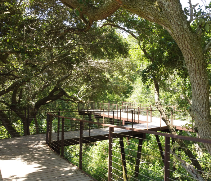 Elevated wooden walkway built by Renfrow+Co integrated into a forest showcasing custom railing and deck fabrication
