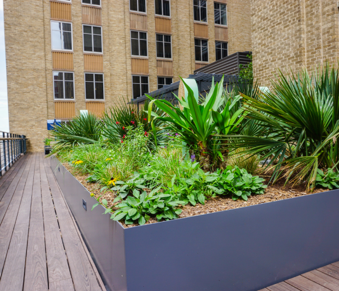 Elevated planter with lush vegetation designed and fabricated by Renfrow+Co for an amenity deck garden installation