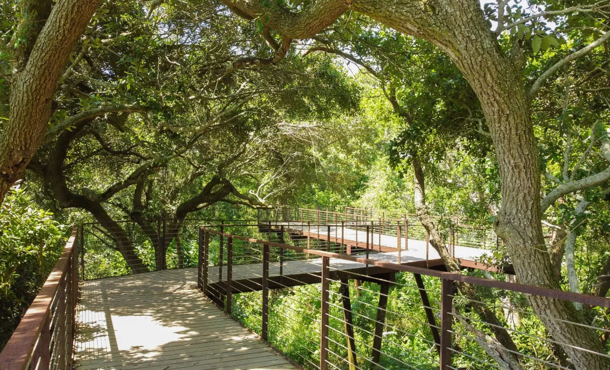 Elevated wooden walkway with weathering steel railings, surrounded by lush greenery in the High Island Sanctuary, fabricated by Renfrow+Co Elevated wooden walkway with weathering steel railings, surrounded by lush greenery in the High Island Sanctuary, fabricated by Renfrow+Co
