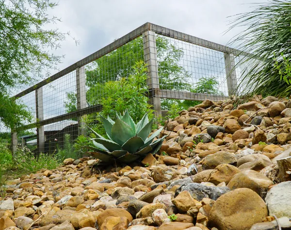 A large agave plant surrounded by rocks, with a protective metal and wire fence in the background, in John Fairey Garden A large agave plant surrounded by rocks, with a protective metal and wire fence in the background, in John Fairey Garden