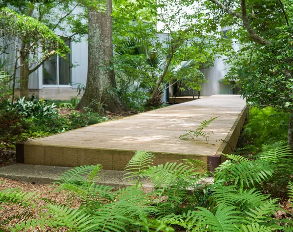 A raised wooden walkway surrounded by lush greenery leads to a building in John Fairey Garden A raised wooden walkway surrounded by lush greenery leads to a building in John Fairey Garden