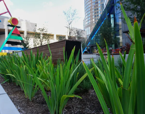 Plants in a landscaped bed next to the custom outdoor structures designed by Renfrow+Co for the JPMorgan Chase Tower project, highlighting wooden planters and nearby seating